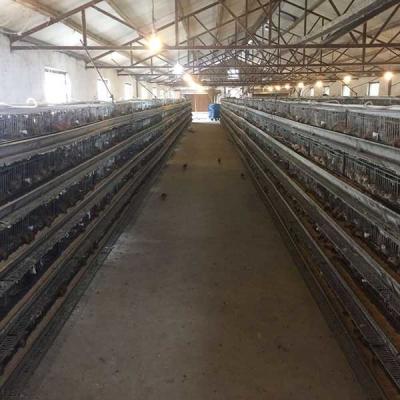 China 9.5mm Dia 2 Doors Quail Battery Cages , 1300 * 450 * 250mm Quail Egg Cage for sale