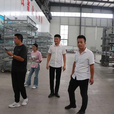 China as aves domésticas comerciais de High Tech prendem, grande gaiola de pássaro automática para codorniz à venda