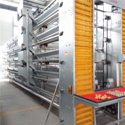 China Stable Performance Automatic Egg Collection System Smooth Running With Belt for sale