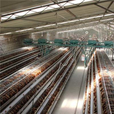 China Tipo 4 sistema automático de H del alimentador de las aves de corral de la grada para el pollo que trabaja el ahorro de trabajo en venta