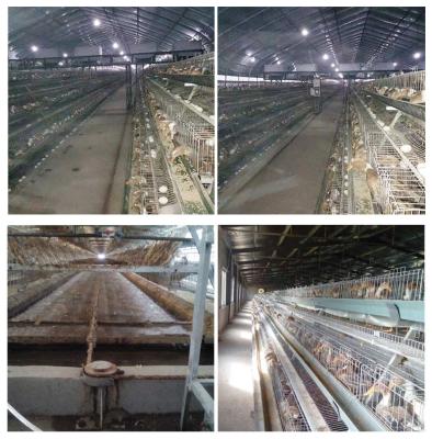 China Automatic Drinker Duck Cage For Animal Laboratory 15 - 20 Years Warranty for sale