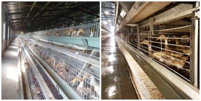 China 3 / 4 Tier Layered Duck Cage Automatic Control For Laying Eggs Q235 Material for sale