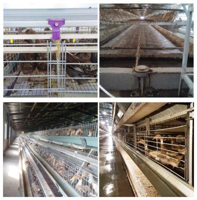 China Automatic Feeding H Type Battery Cages , Small Area Cage For Layer Farming for sale