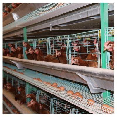 Chine Plongement chaud de l'élevage 8 de portes de poulet à rôtir de bétail automatique de cage à vendre