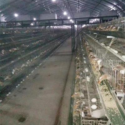 China Duck Farming Battery Type Cage , Automatic Duck Farming Cages For Sale for sale