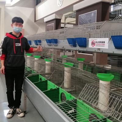 Chine Cage commerciale galvanisée plongée chaude de lapin de batterie d'équipements de cage de ferme de lapin de cage de volaille de batterie de lapin de viande à vendre