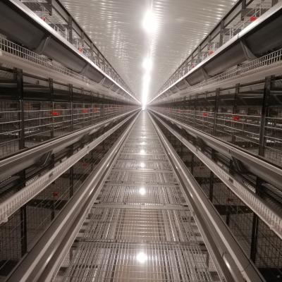 Chine Le type automatique poulet de H de batterie de cage de poulet de couche met en cage pour la ferme avicole à vendre