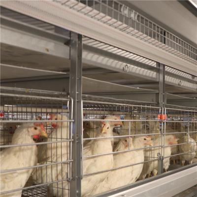 China La inmersión caliente galvanizada acoda el pollo enjaula los 256 pájaros automáticos/sistema en venta