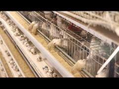 Automatic quail cage