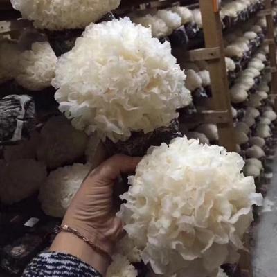 China Yin Er Tremella Mushrooms Dried Mushroom Dried Mushroom Dried Yin Er Tremella Fuciformis Snow White Mushroom for sale