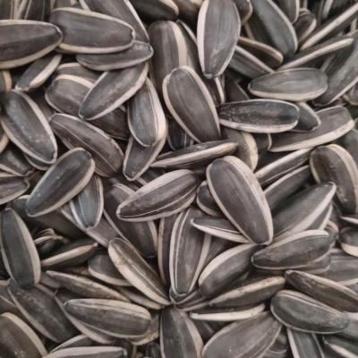 China 2020 Fresh Wholesale Black Sunflower Kernels Seed Buyers Seeds for sale