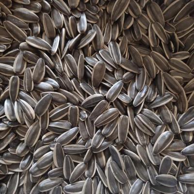 China 5009/601/363 sunflower seeds fresh and Kenrels, top supplier, good service for sale