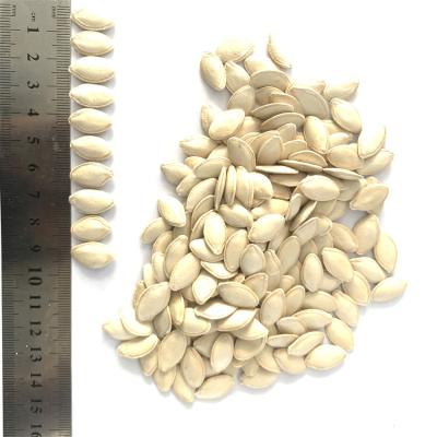 China Wholesale dry shelled snowmelon pumpkin seeds white market price for sale