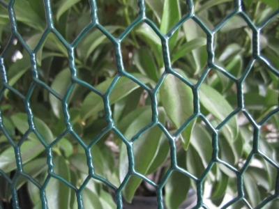 Chine Continuous twist 25mm with 20 gauge wire PVC Coated Chicken Wire fence à vendre