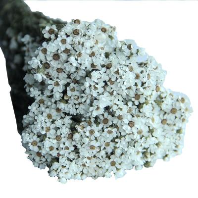 China Environmental Protection Amazon Hit Green Wholesale Most Popular Daisy White Plums For Decorative Small Dried Flower White Flower Cheese Wedding Party for sale