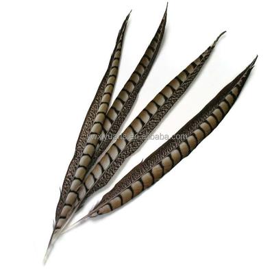 China Carnival Factory Price 10-120 cm Natural Zebra Lady Amherst Pheasant Feathers for sale for sale