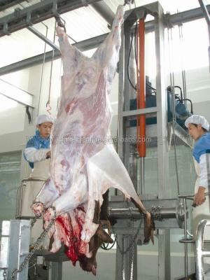 China Complete Halal Cattle Meat Cattle Slaughter Equipment for sale