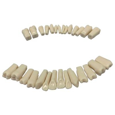 China Dental Clinic Teeth Model Typodont 28 or 32Teeth Denta Exercise Teeth for sale