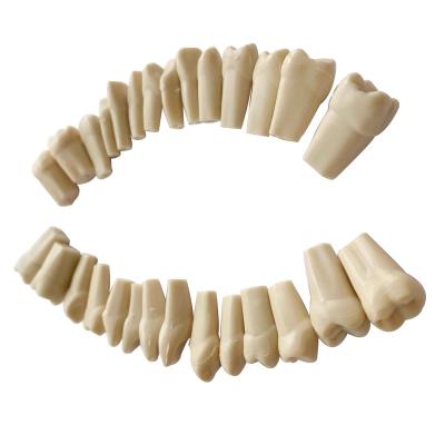 China Dental Clinic Teeth Model Typodont 28 or 32Teeth Denta Dental Practice Teeth Tooth Model for sale