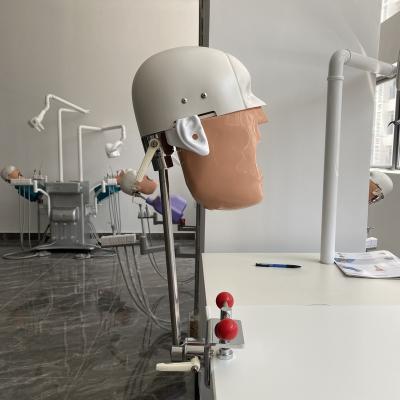 China Fix on Chair Dental Manikin Phantom Head for Training Practice for School Oral Dental Phantom Head Simulator Dental Teaching for sale