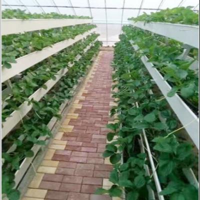 China PVC Agriculture Hydroponic Cutter Growing Gutter Greenhouse for sale