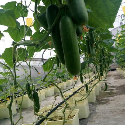 China Europe Planting Pots Black Dutch Buckets For Bato Hydroponic Buckets for sale