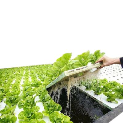 China XPS Customized XPS DWC High Density Floating Raft System For Lettuce Growing Agriculture Greenhouse for sale