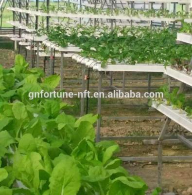 China Agriculture Planting Hydroponic Growing Systems And Soilless Agriculture For Pepper Tomato Greenhouses for sale