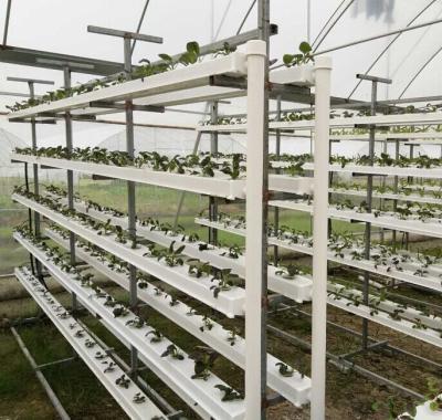 China Farms Customized NFT Indoor Hydroponics Growing System for sale