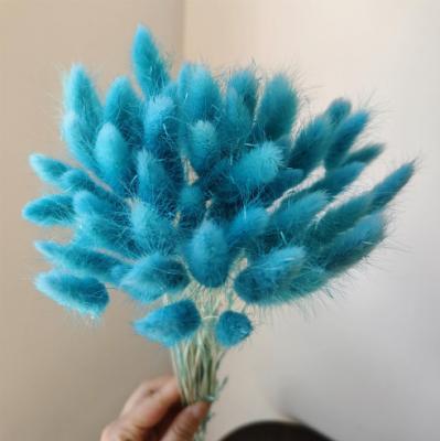 China Events Decoration Wholesale Low Price Dried Flower Rabbit Tails Grass Bouquet Dried Lagurus Ovatus For Home Decoration for sale