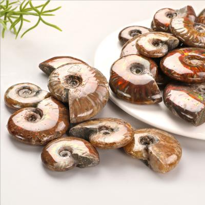 China Europe Wholesale Price Natural Ammonite Instant Stone Fossil Specimen for sale