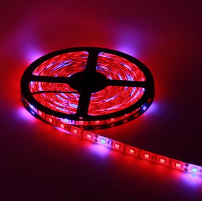 China FPCB SMD 5050 5m LED Strip Grow Full Spectrum LED Flower Light Plant Phyto Growth Lamp For Greenhouse Hydroponic Plant Growing for sale