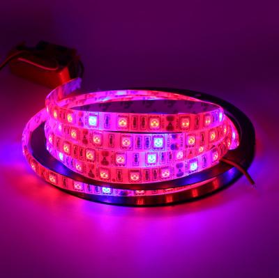 China FPCB LED SMD 5050 Lamp Strip Phyto Light 5 Meters Full Spectrum Grow Lights DC 12V Fitolampy Bulbs For Plants Seeds Flower Lighting for sale