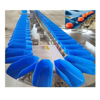 China Professional Fruit and Vegetable Sorting Machine with 304 Stainless Steel Construction for sale