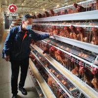 中国 自由な設計は電流を通される層の鶏のおりの熱いすくいを提供する 販売のため