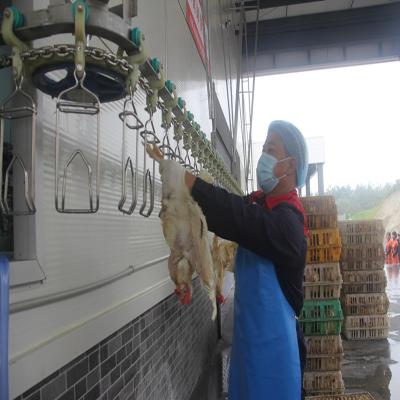 Cina Macchina araba di macellazione del pollo di uso del pollame 300-500BPH del mattatoio dell'attrezzatura automatica del macchinario in vendita