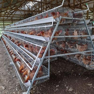 Cina 3/4 tier 160 birds Egg Layer Chicken Cage For South Africa Poultry Farm Chicken House in vendita