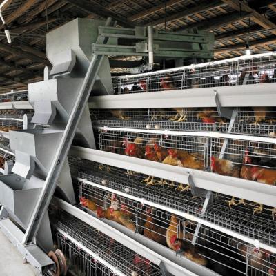 Cina Allevamento di pollame batterie automatiche strato di uova gabbie di pollo strato di gallina gabbia di batterie di uova in vendita