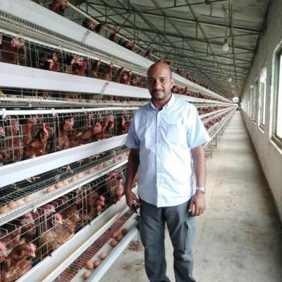 China Galvanizado en caliente Tipo 3 / 4 de capas de la jaula de pollo de la capa de las aves de corral para el equipo agrícola en venta