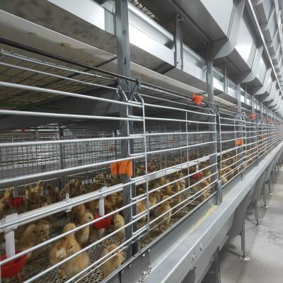 China H Type Broiler Meat Chicken Cage Sales In Senegal 30000 Birds 144 Birds zu verkaufen