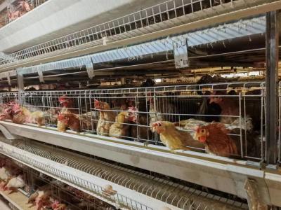 China Acero galvanizado de 5 capas de la caja de la batería Tipo H de gallinas de la jaula para huevo de pollo en venta