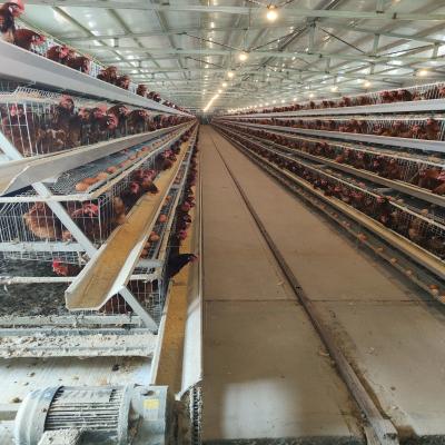 Chine Cage à batterie pour volailles Équipement d'élevage de poulets de type H Poules pondeuses Cage à poules pour volailles à couches à vendre