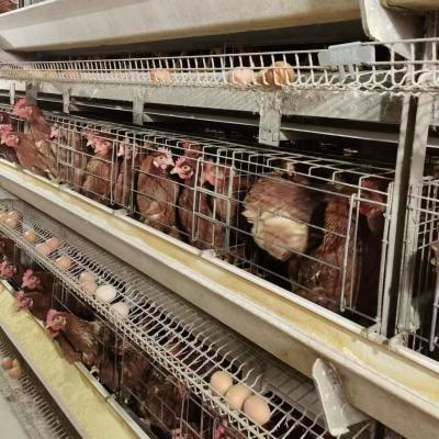 China 2024 Hot Galvanized Hens Cage Automatic Poultry Farming Equipment Battery Cage For Laying Hens for sale