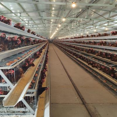 China Poultry Farm Battery Egg Layer Chicken Cages Automatic A Type H Type Poultry Farming Chicken Cage for sale