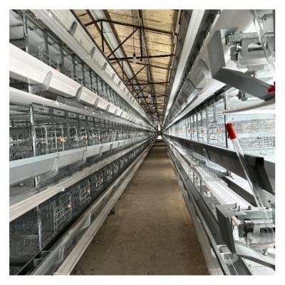 Chine Cage à couche automatique galvanisée à chaud Cage de poulet adaptée à la ferme Équipement Système de cage de poulet automatique à vendre