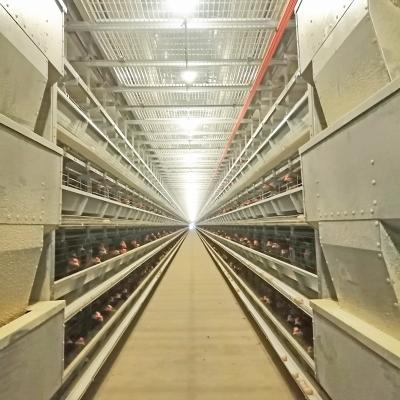 China Alimentador automático da gaiola da galinha do sistema 8.67m/Min 0.75kw da alimentação de aves domésticas do HDG à venda