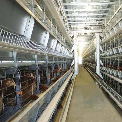 China Alambre automático del sistema dia3-6mm de la alimentación de aves de corral de la granja de pollo Q235 con la dispensación en venta