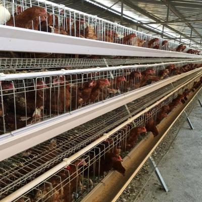 Cina Gabbia automatica del pollo di strato del sistema SGS di alimentazione di del pollame del PVC di Tires del manuale 4 in vendita