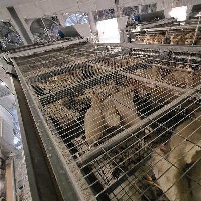 Chine Système potable de la volaille ISO9001, buveur automatique de mamelon du poulet 360degree à vendre