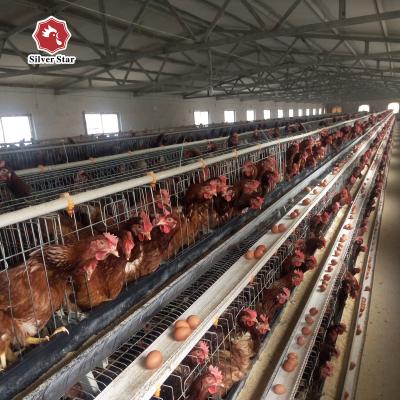 China Mano de la jaula del pollo de la capa de 3 gradas la alta hace la jaula del pollo del huevo en venta